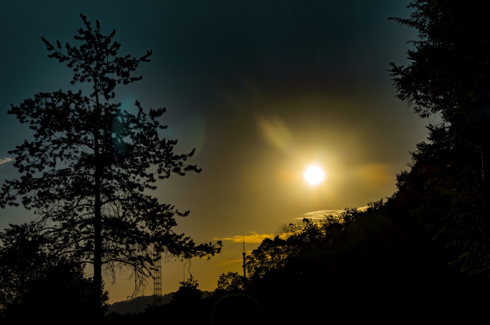 silhouette photography of trees during golden hour