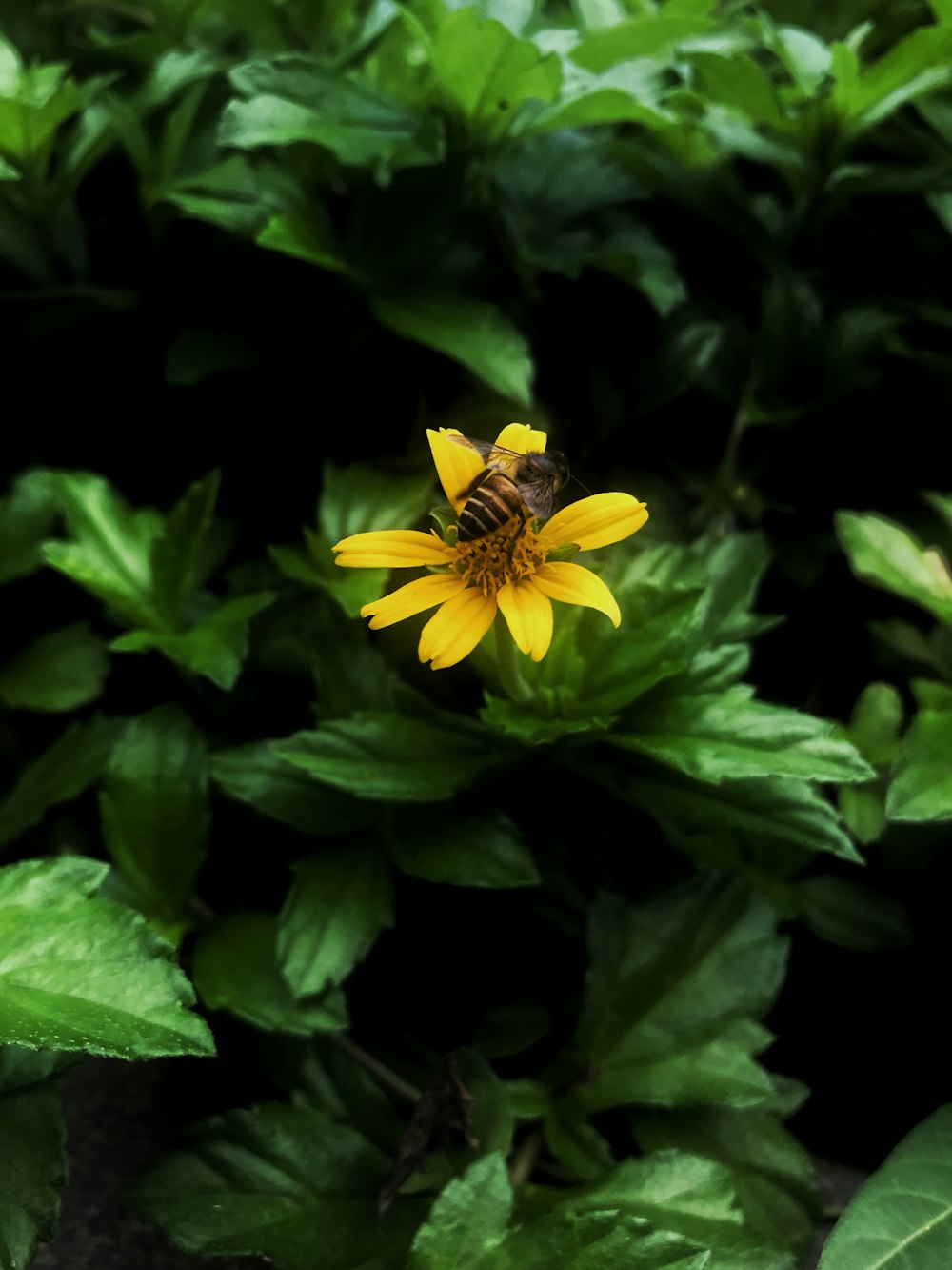 yellow petaled flower