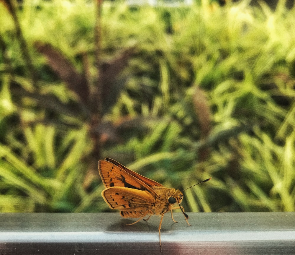 brown moth on window