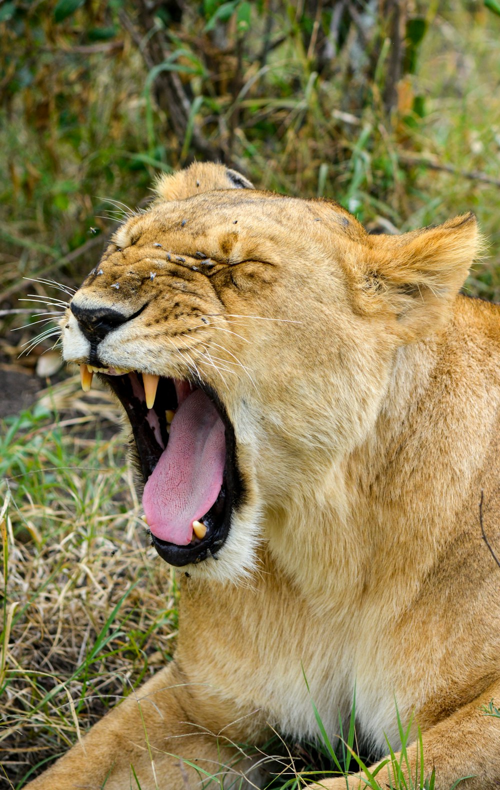 lioness with wide mouth open