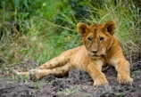brown lion cub