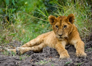 brown lion cub