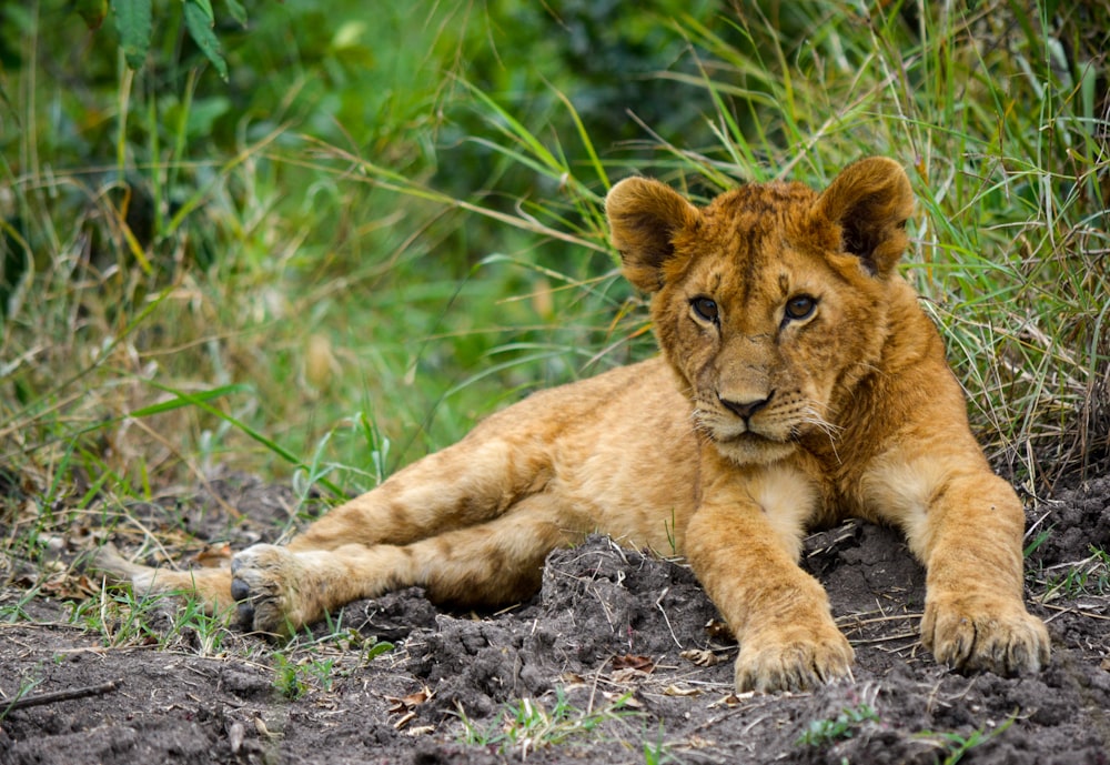 brown lion cub
