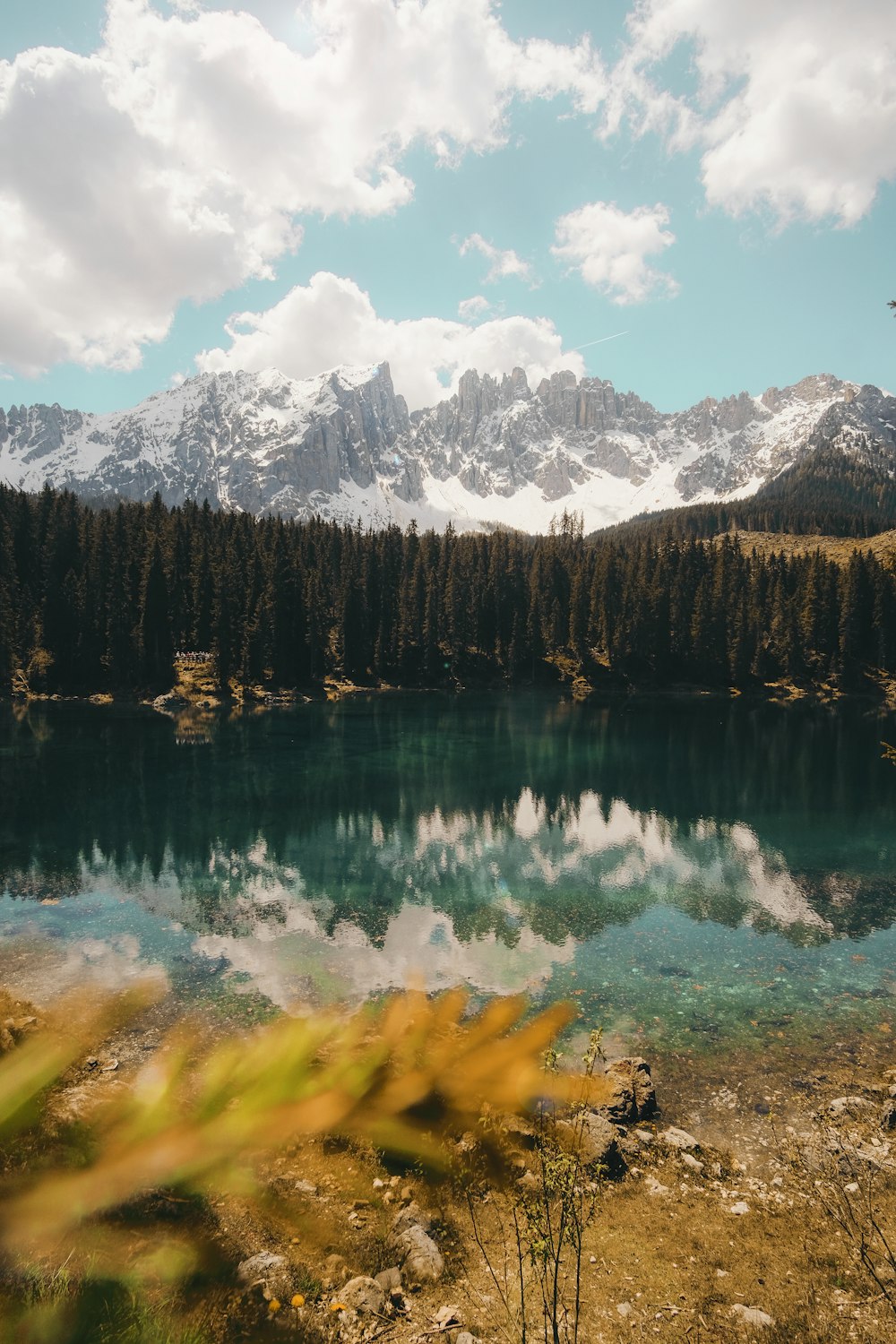 body of water and green pine trees