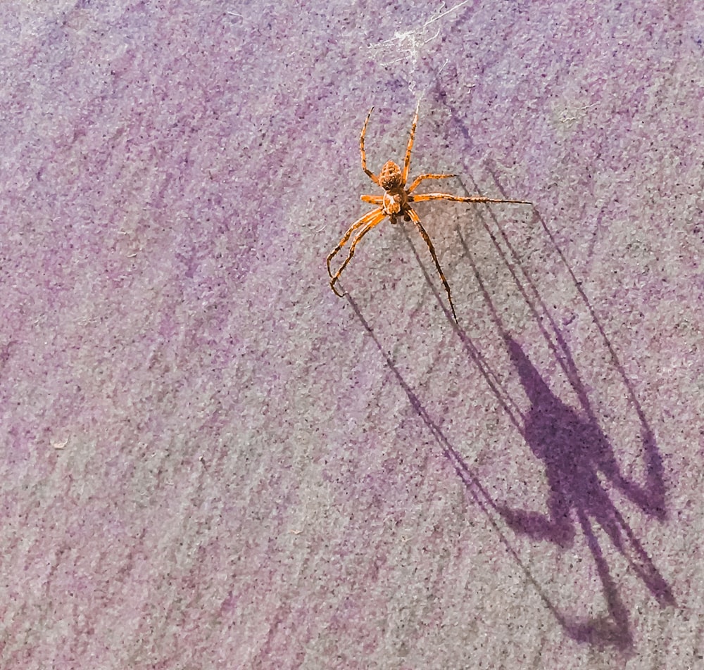 brown spider on sand