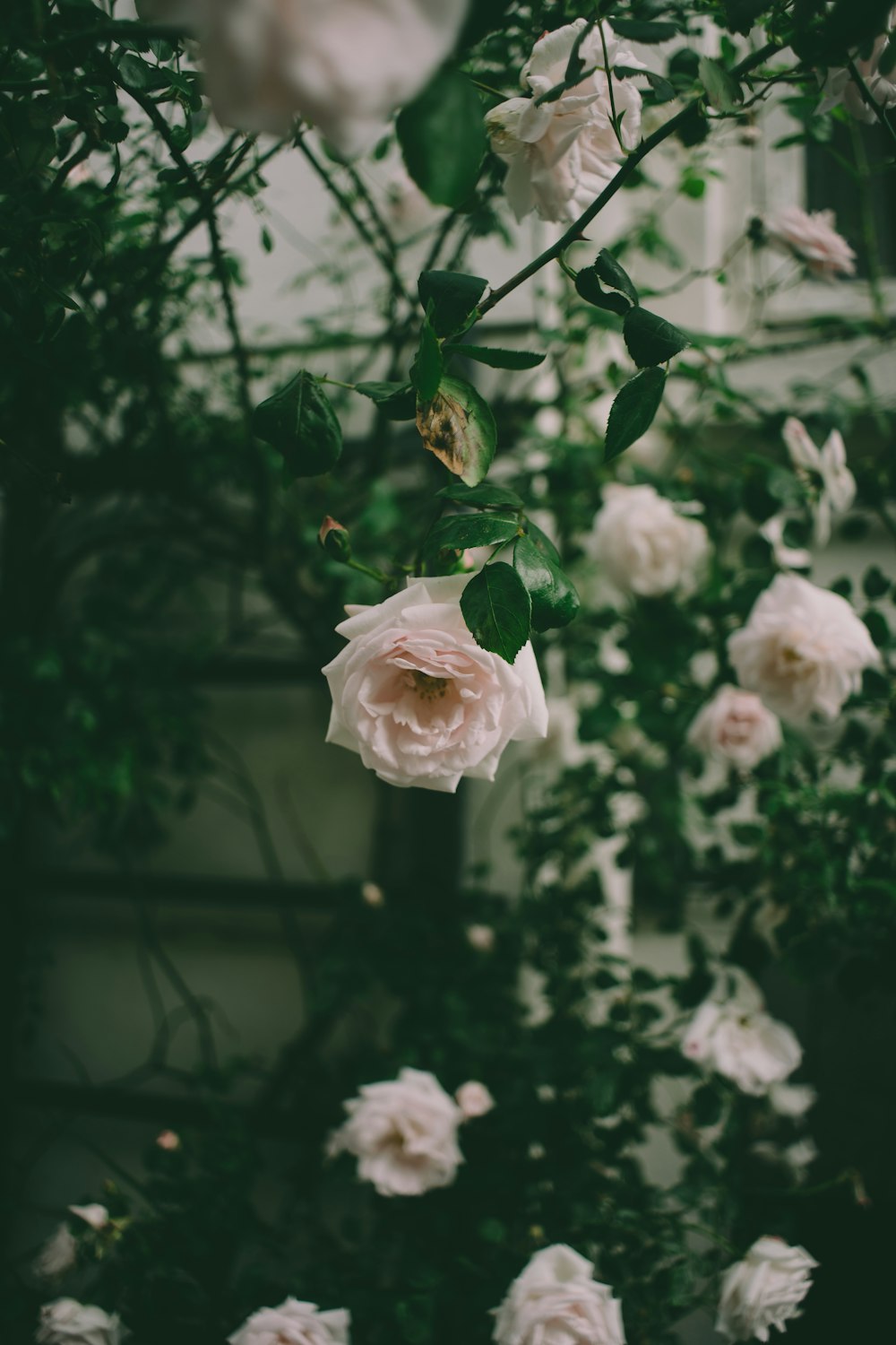 white roses