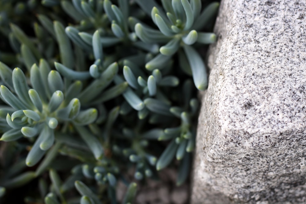 plante succulente verte