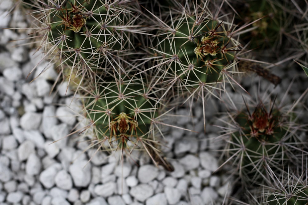 green cactus plant