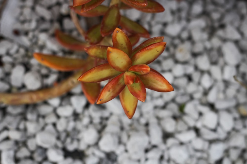 selective focus photography of succulent