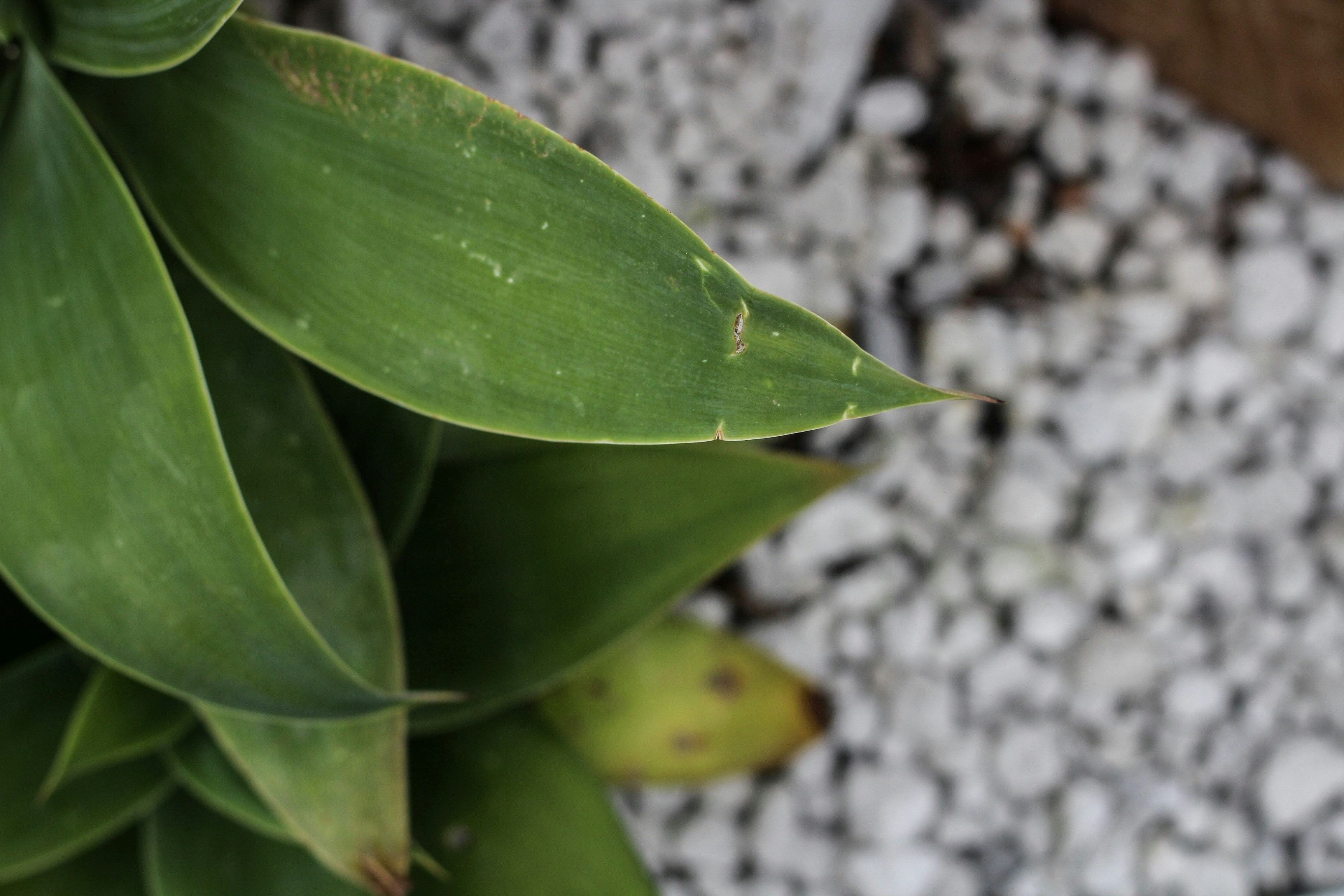 green leafed indoor plant