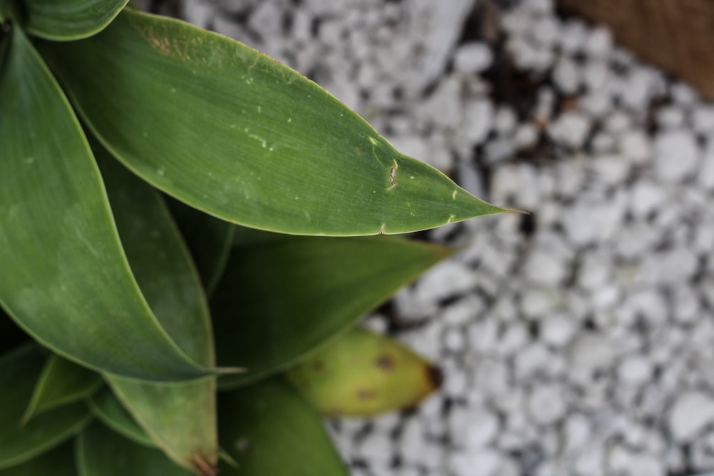 planta interior de folhas verdes