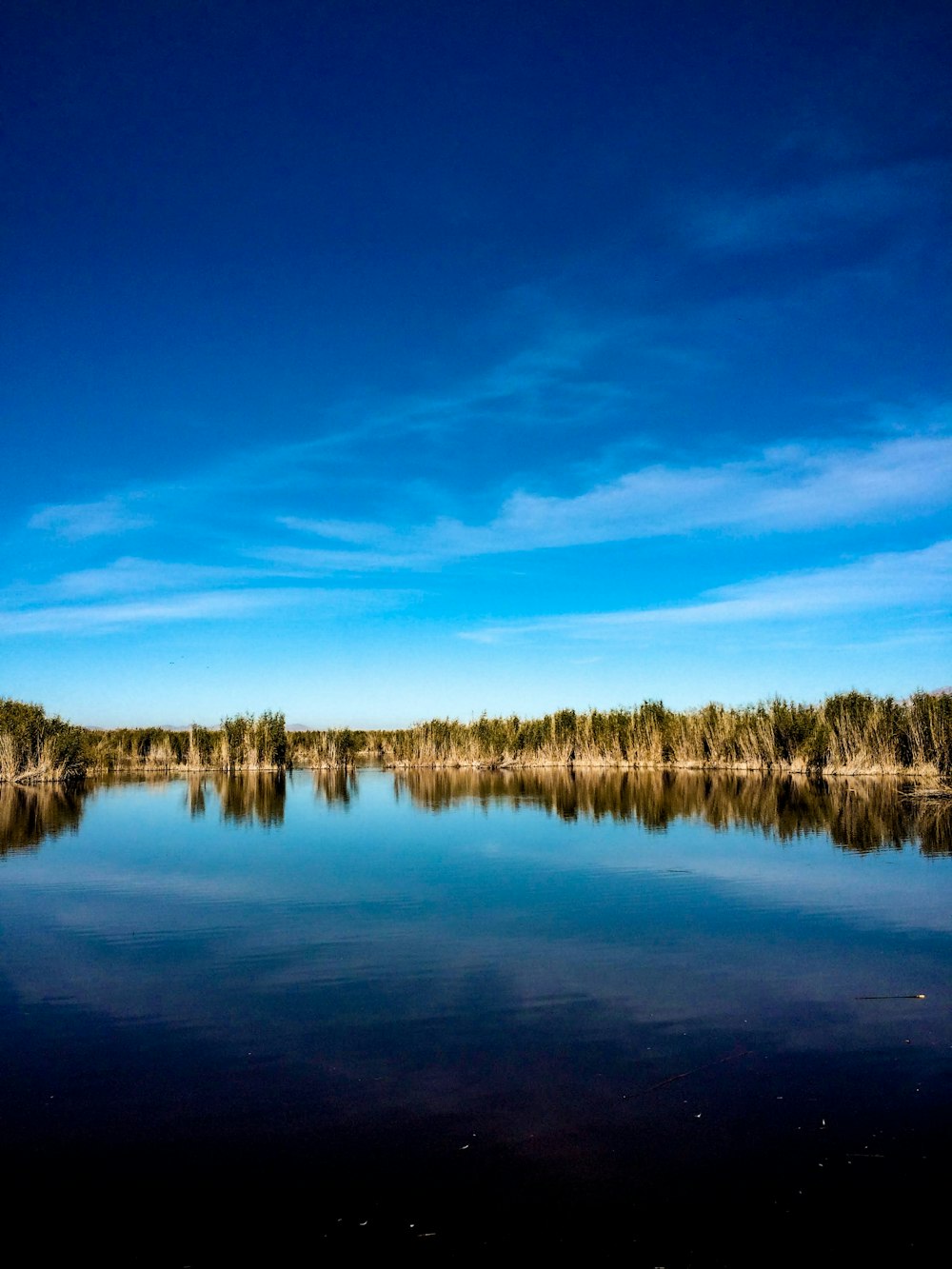 green trees across calm body of water