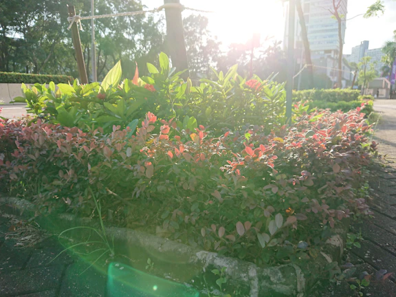 A freshly mulched garden bed with vibrant seasonal flowers under morning light