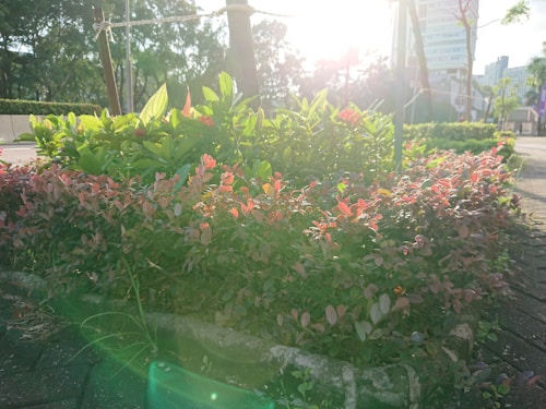 A garden bed filled with vibrant green and red foliage, bordered by a stone edge. Bright sunlight filters through, creating a soft lens flare and casting light over the plants. In the background, there are trees and a glimpse of buildings, suggesting an urban park setting.