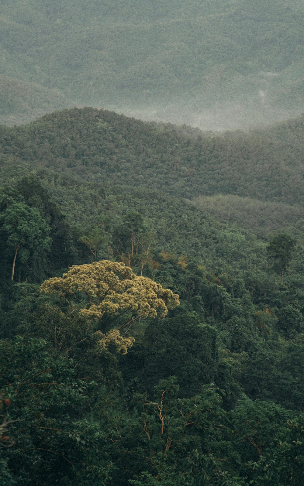 green leafed trees