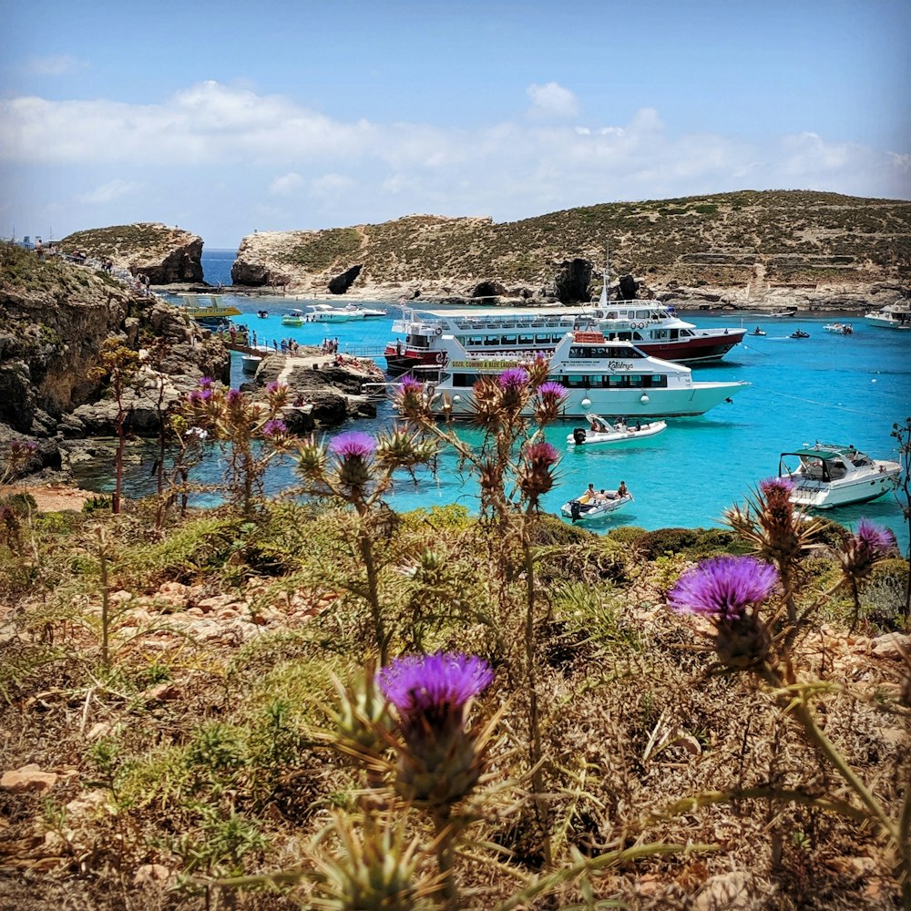 cruise ships on body of water