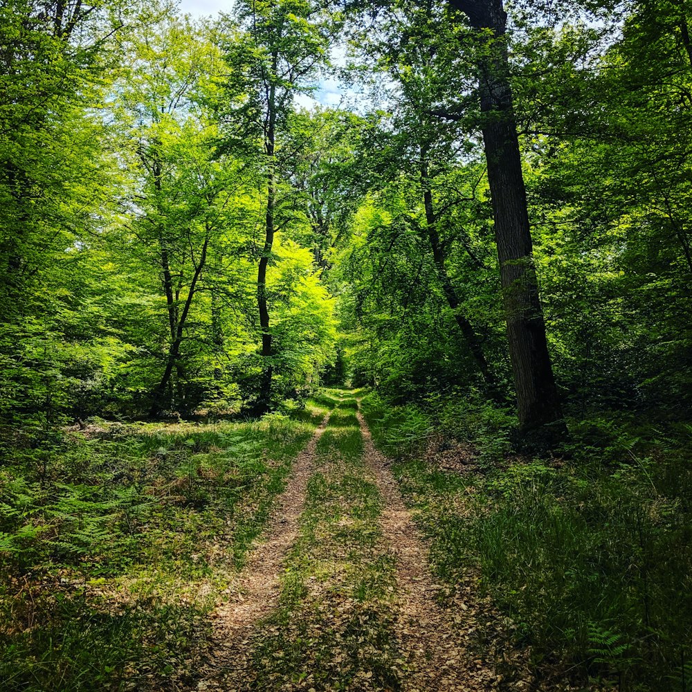 pathway surrounded with tall and green trees