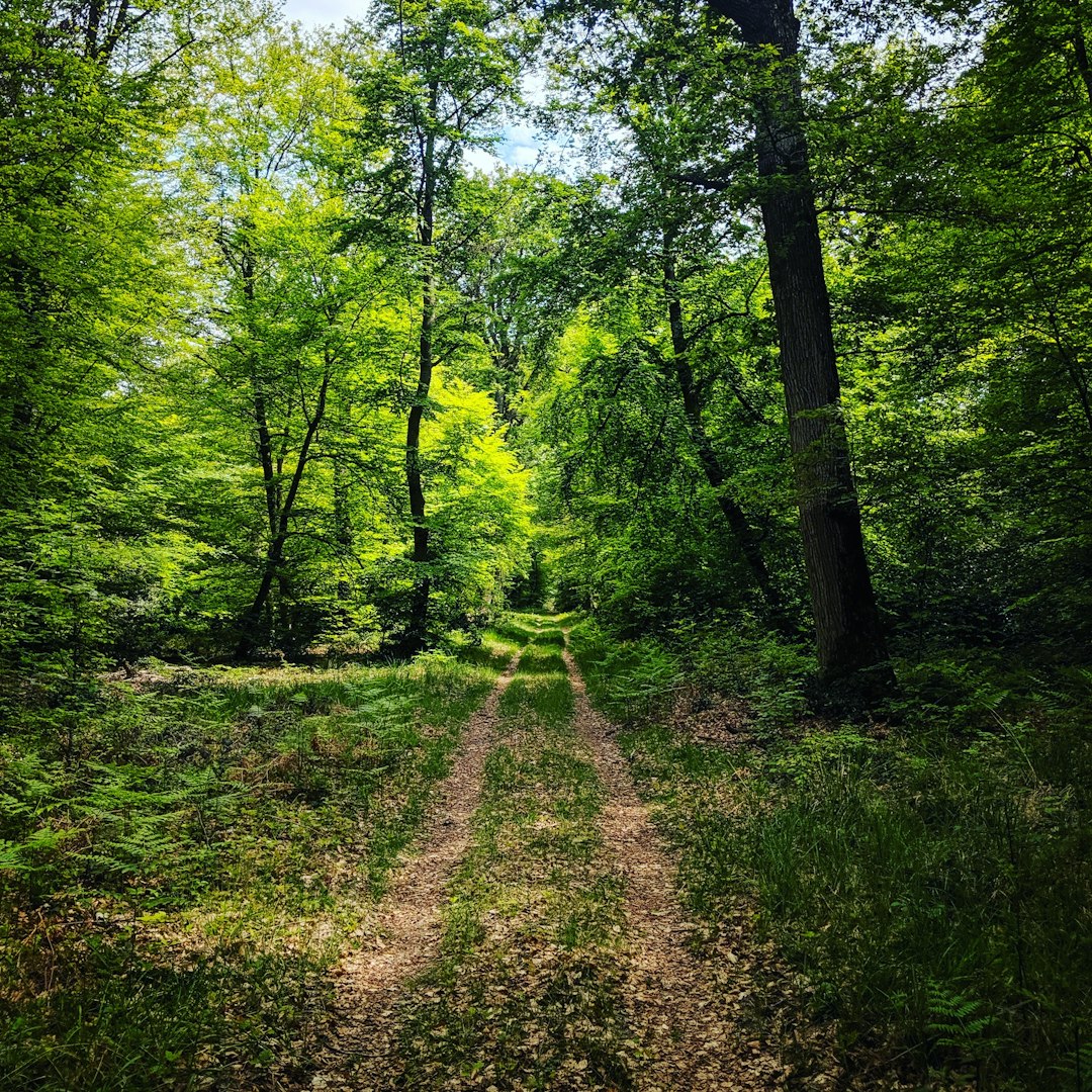 Forest photo spot Route de la Fossé à Râteau Forêt Domaniale de Fausses Reposes