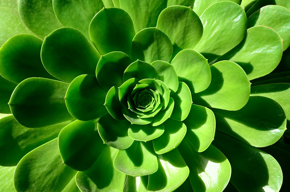 green succulent plant