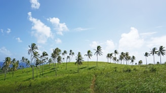 A serene green agricultural plot surrounded by lush Konkan landscape under a clear blue sky.