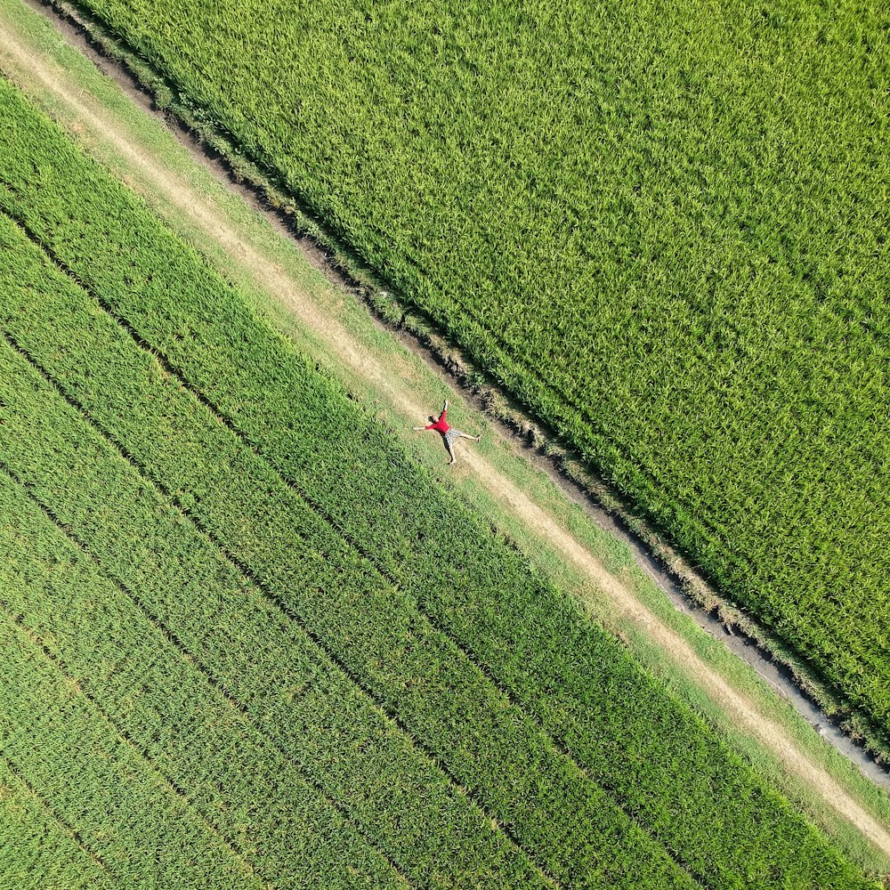 person lying on empty road between green plant fields