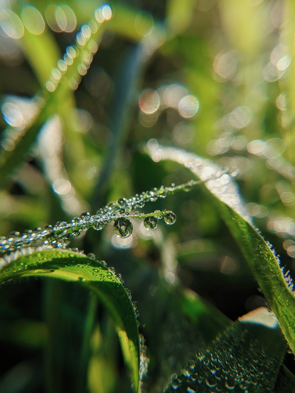 water dew on leaves