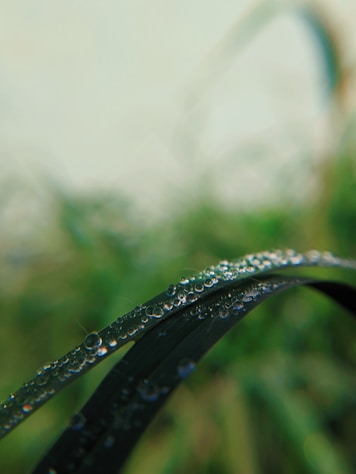green leafed plants in close-up photo