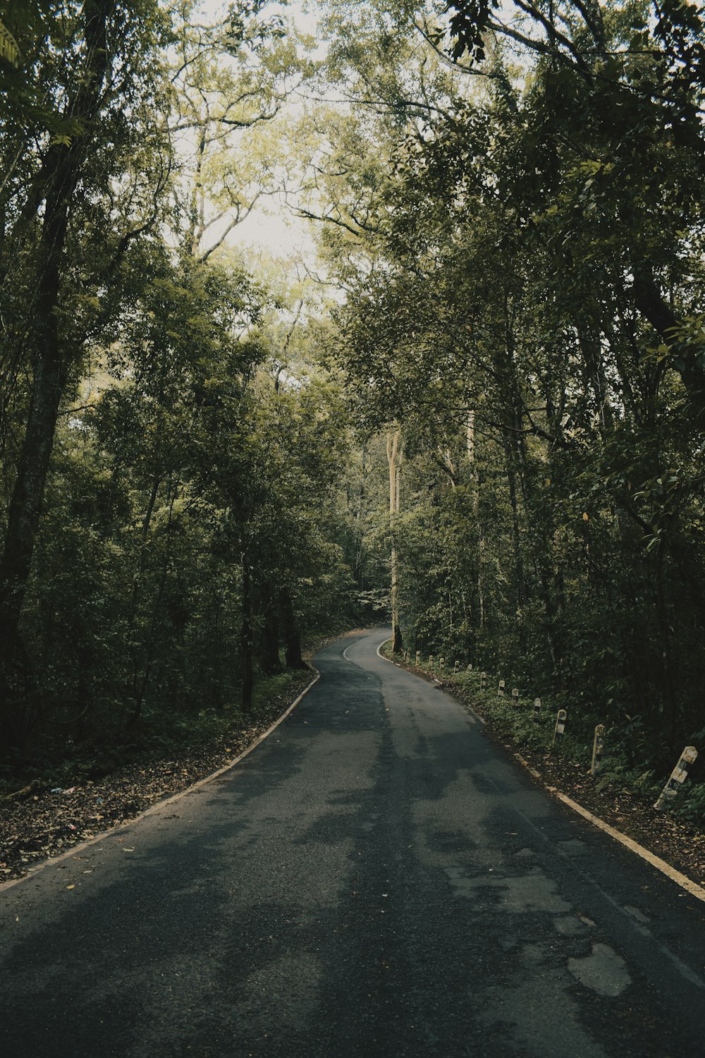 road inside forest