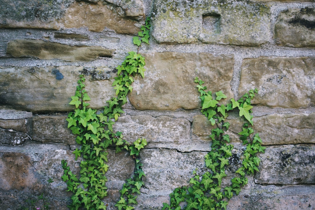 green leafed plants