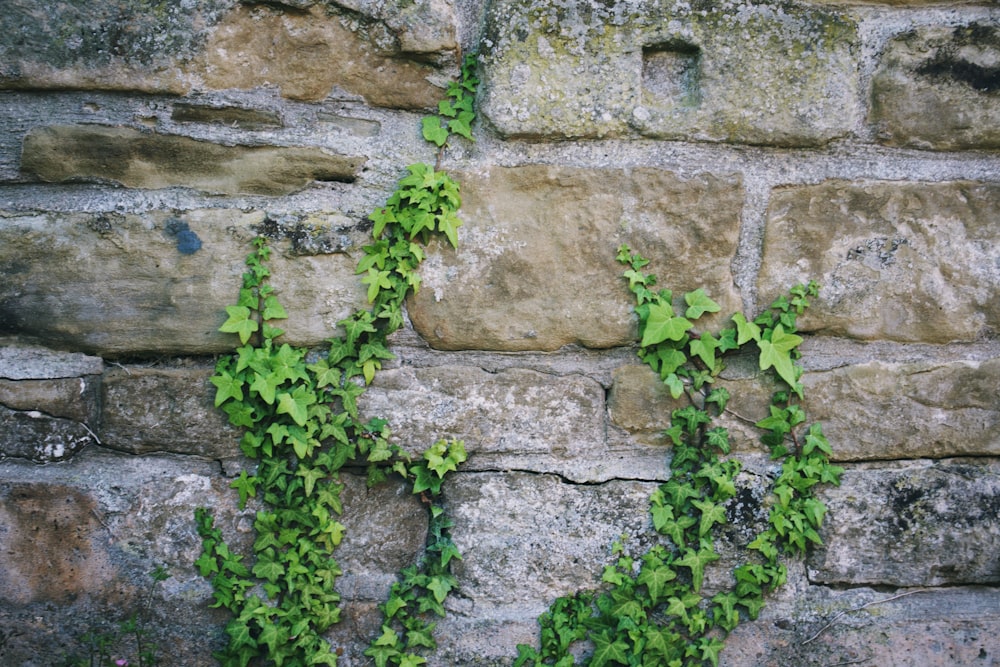 green leafed plants