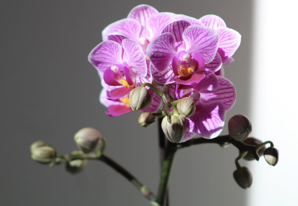 Flores de orquídeas moradas