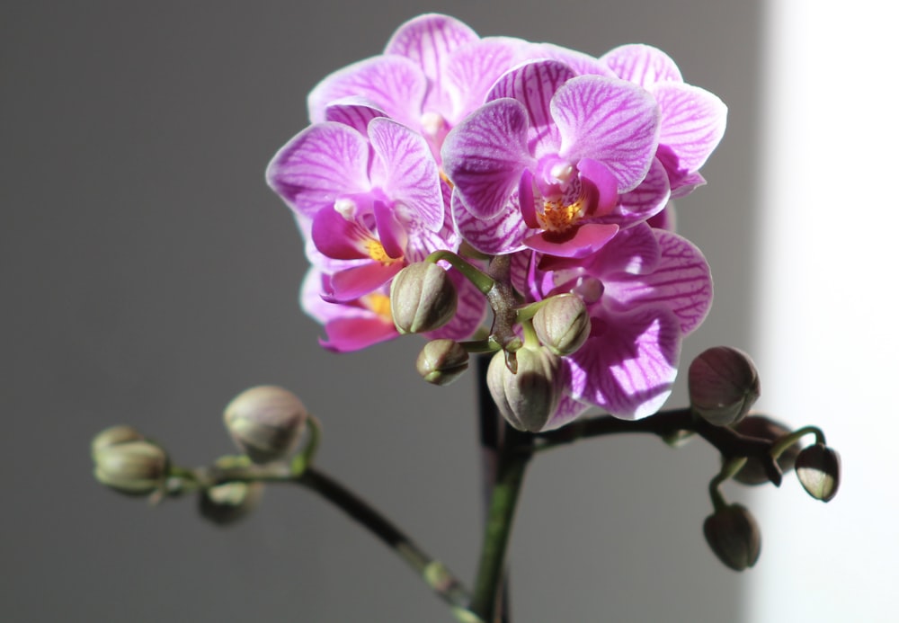 purple orchid flowers