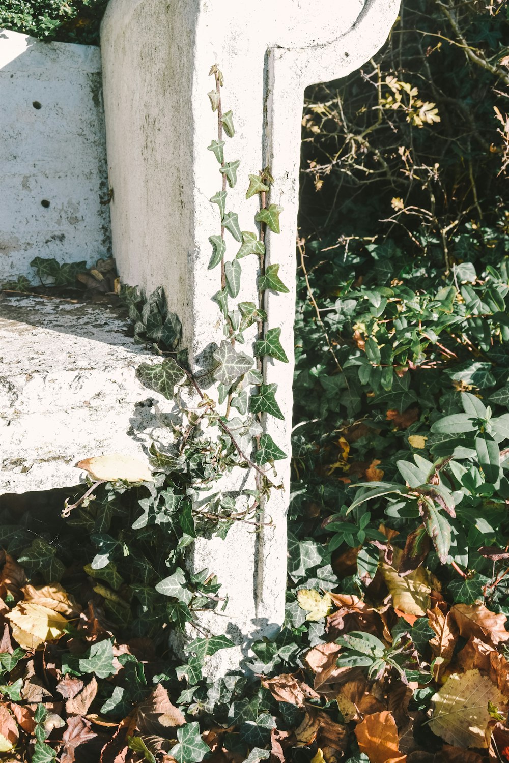 green ivy plant near pavement