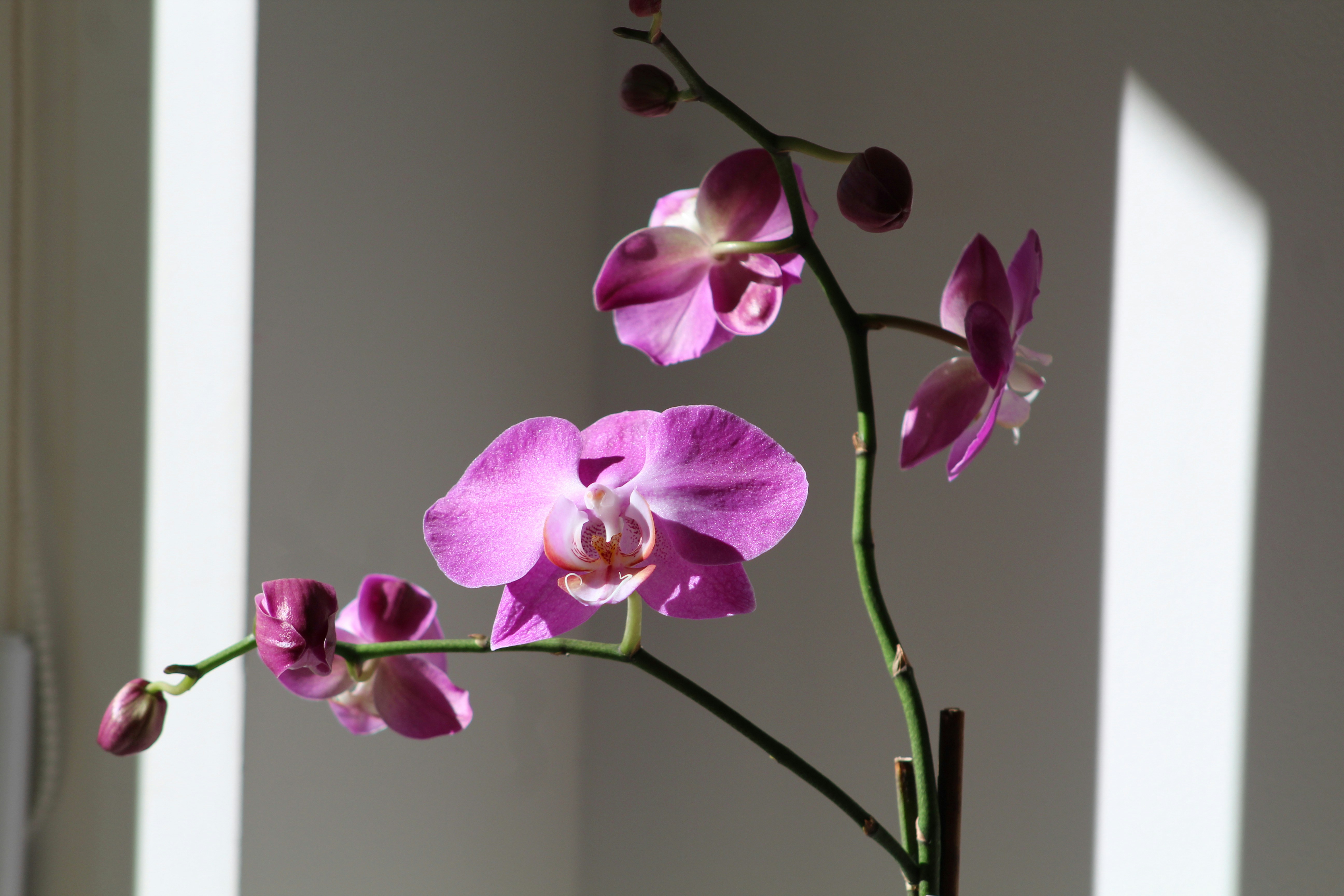 Resultado de imagem para orchid phalaenopsis unsplash