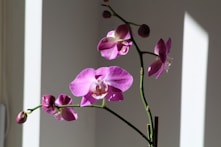 pink moth orchid plant