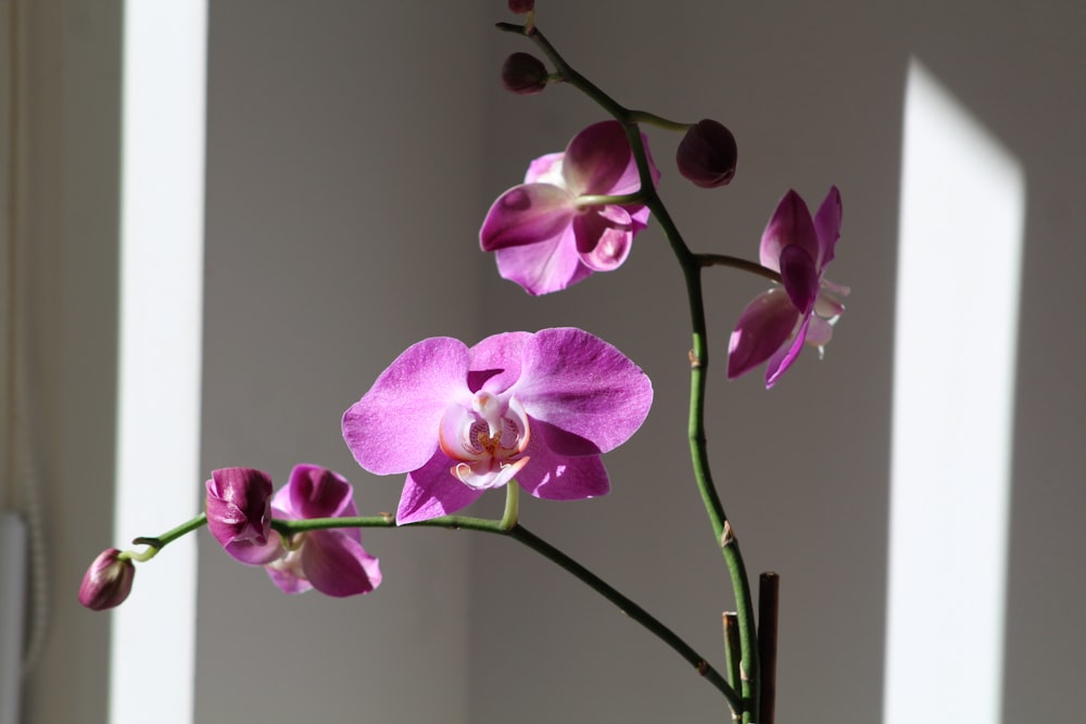 pink moth orchid plant