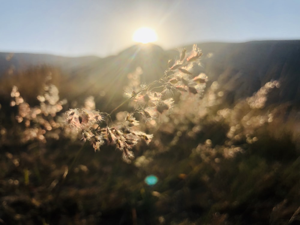 brown petaled flowers during sunrise