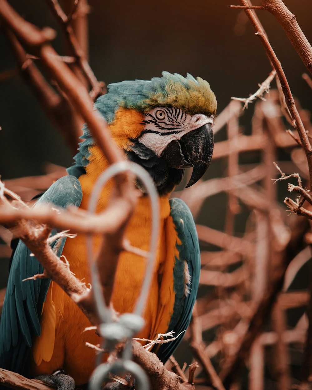 blue and orange bird perching on tree branch