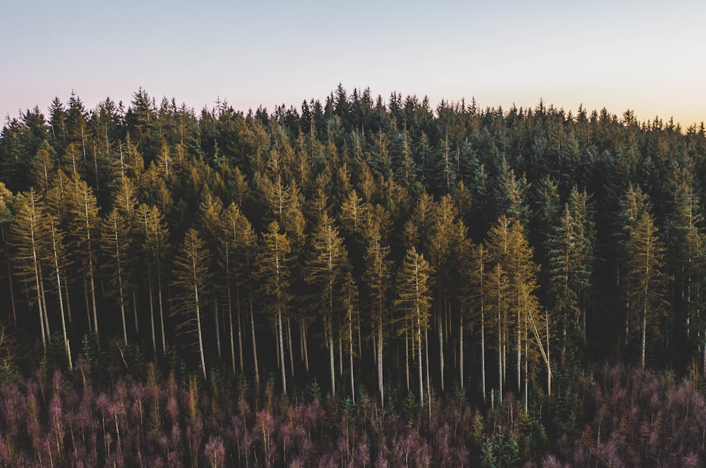 aerial photography of trees during daytime