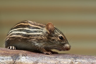 A small rodent with a brown and white striped pattern on its fur is perched on a textured surface. Its dark beady eye and small ear are prominent, and its whiskers are visible against a blurred, neutral background.