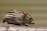 A small rodent with a brown and white striped pattern on its fur is perched on a textured surface. Its dark beady eye and small ear are prominent, and its whiskers are visible against a blurred, neutral background.