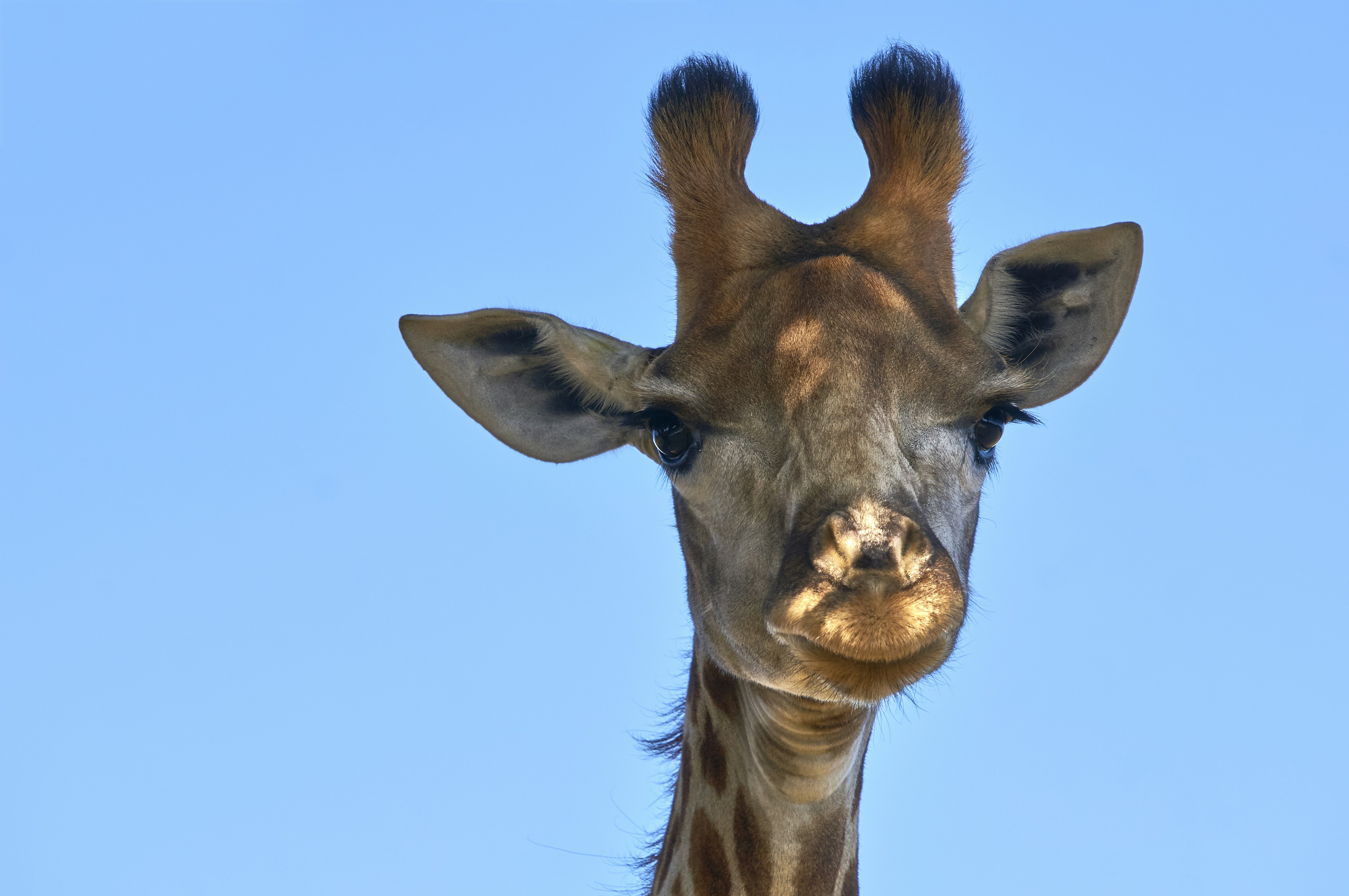 giraffe tongue uv protection secret