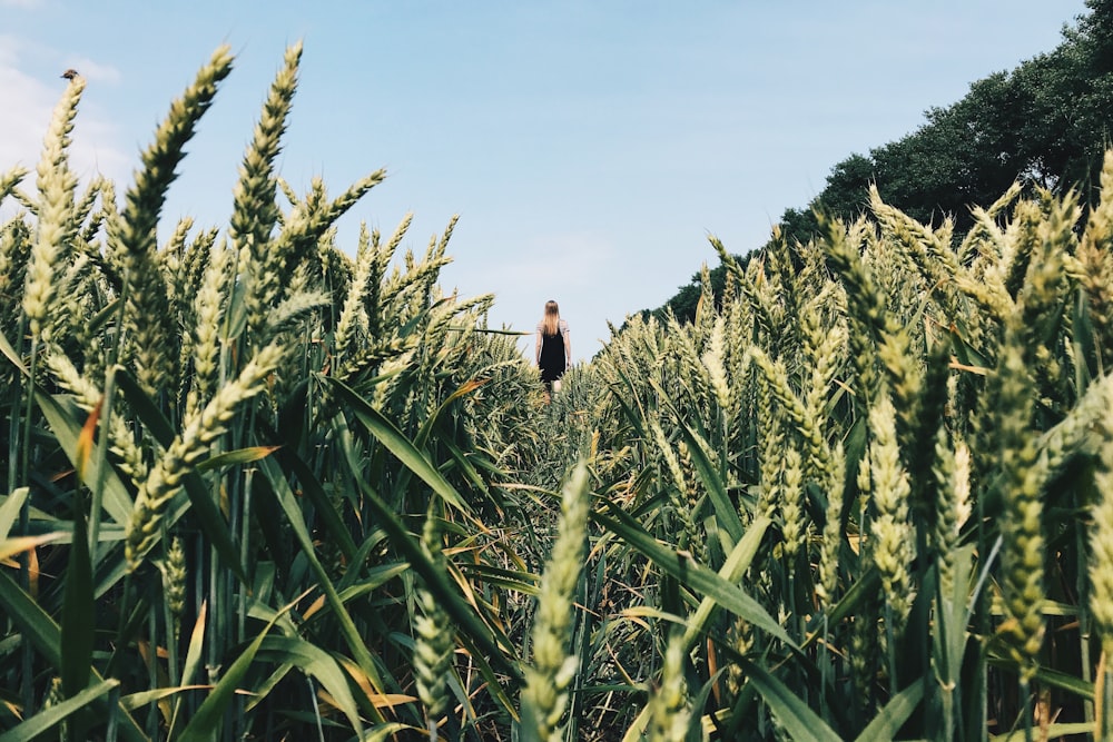 person walking on whey field