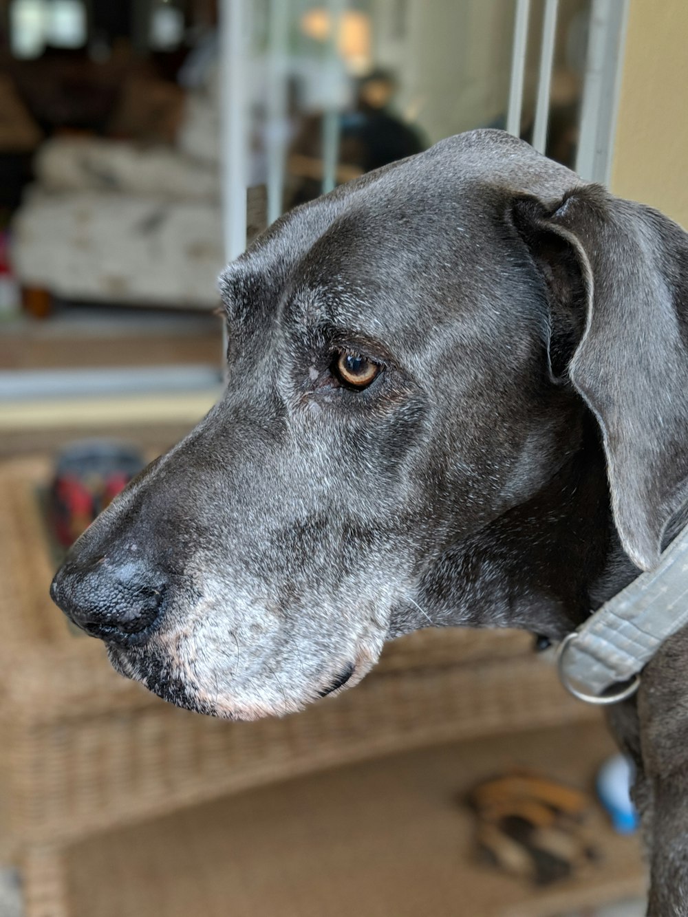 short-coated black dog