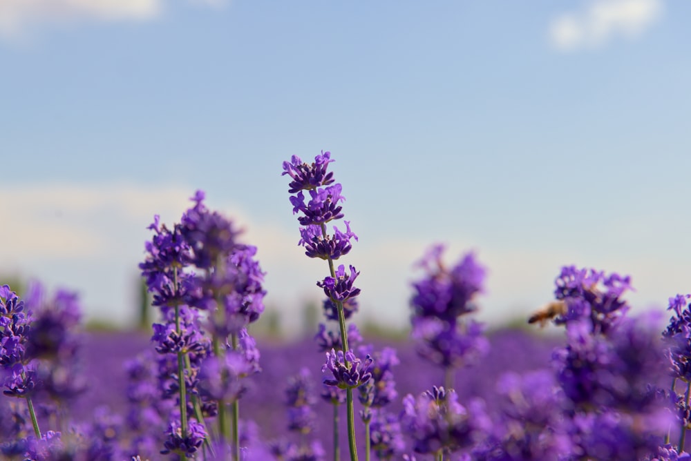 purple-petaled flower