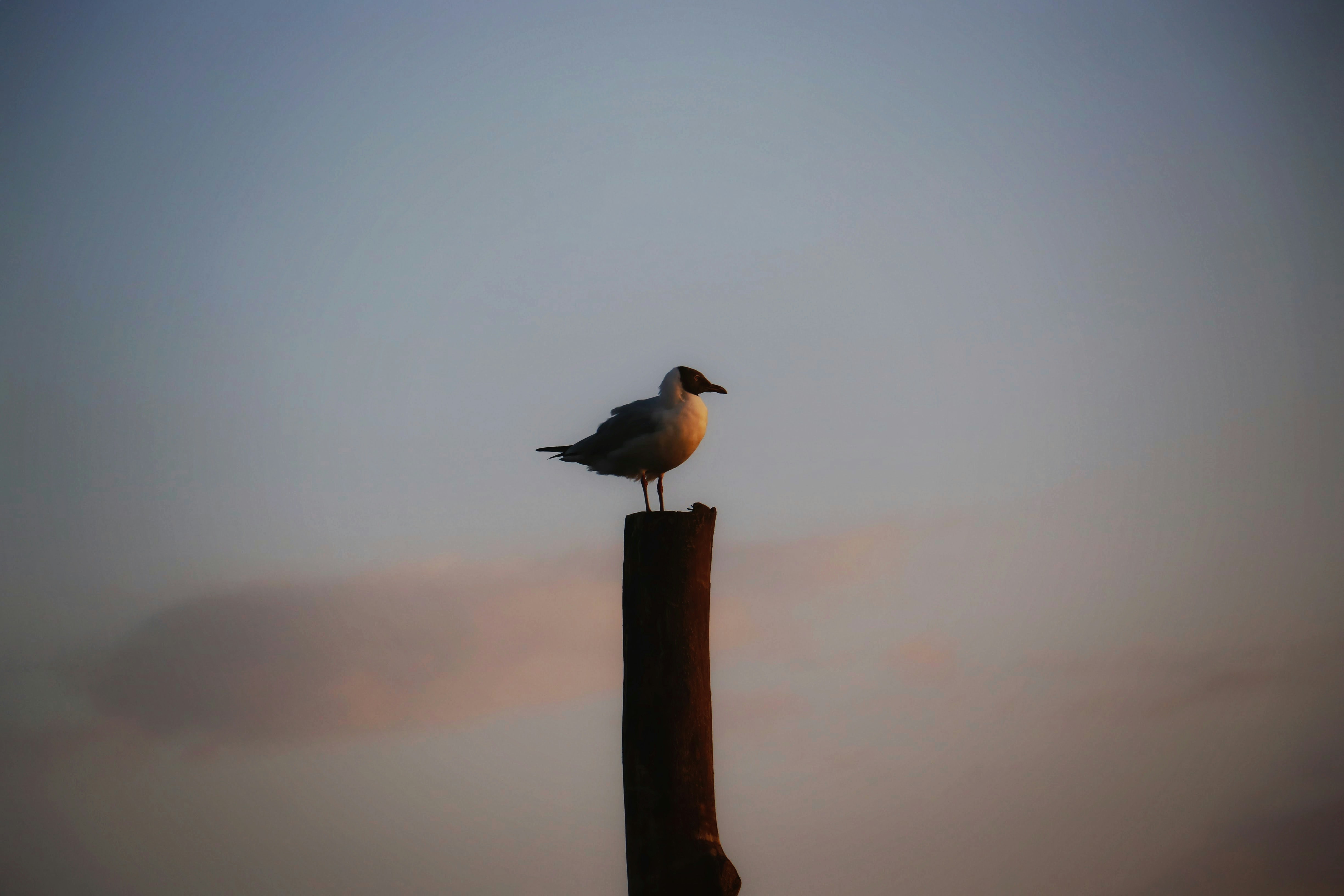 Photo by sugarman_joe