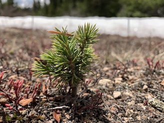 A vibrant sapling growing in arid Rajasthan soil under a clear blue sky.