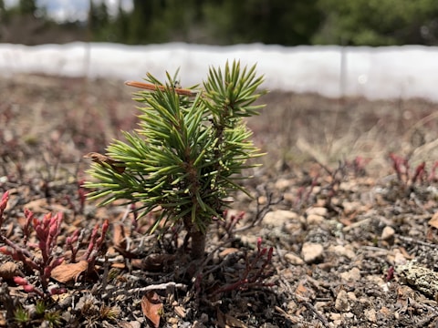 A vibrant sapling growing in arid Rajasthan soil under a clear blue sky.