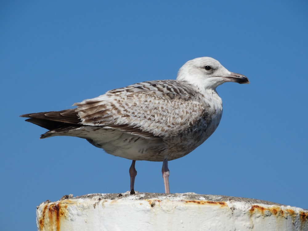 white and gray seagull