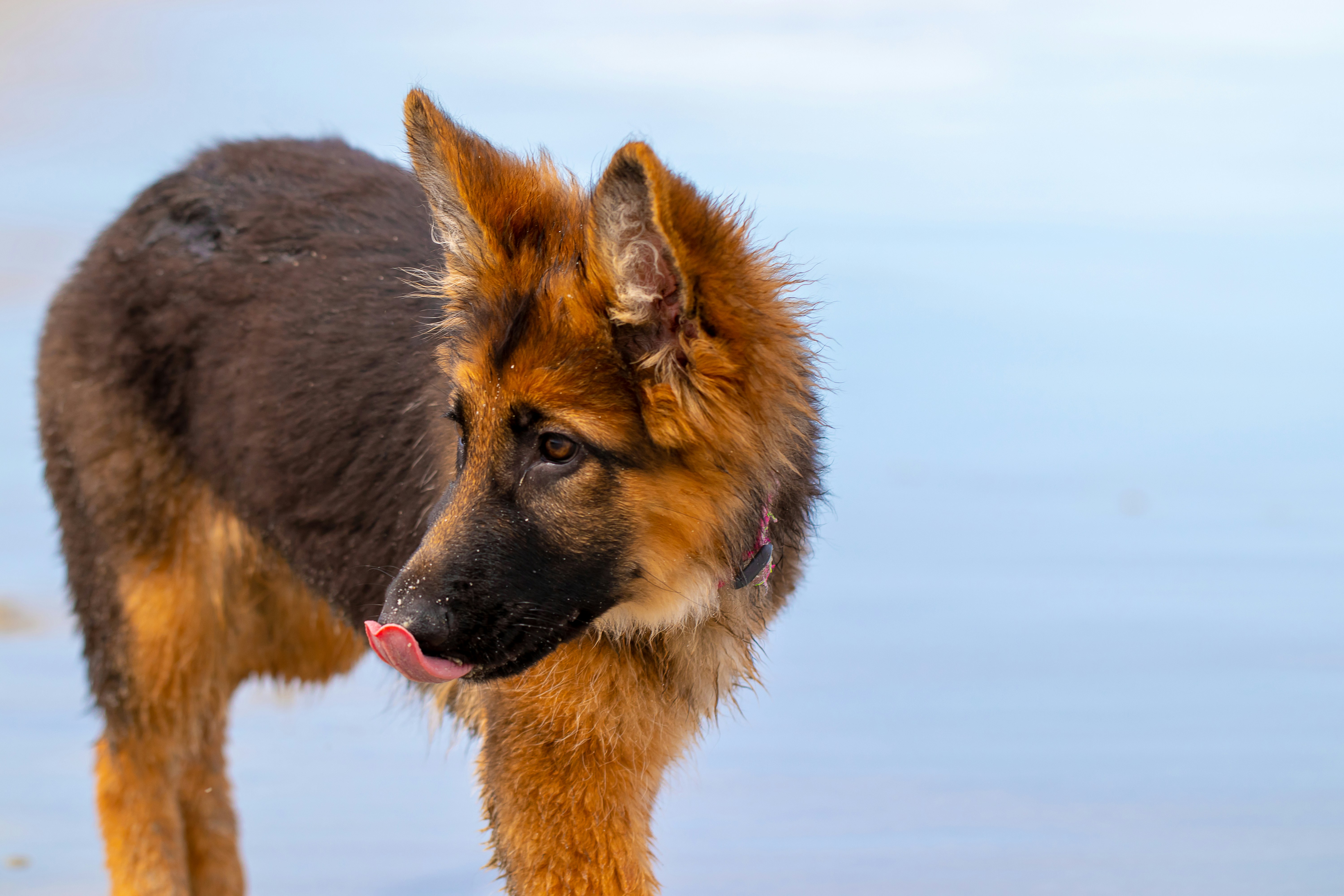 Mediumcoated German shepherd puppy photo Free Brown Image on Unsplash